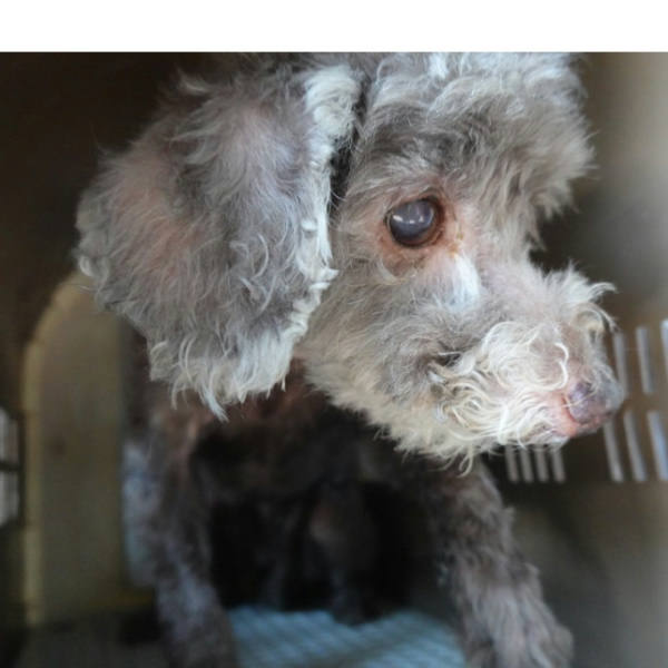 台南市待認養狗 貴賓犬