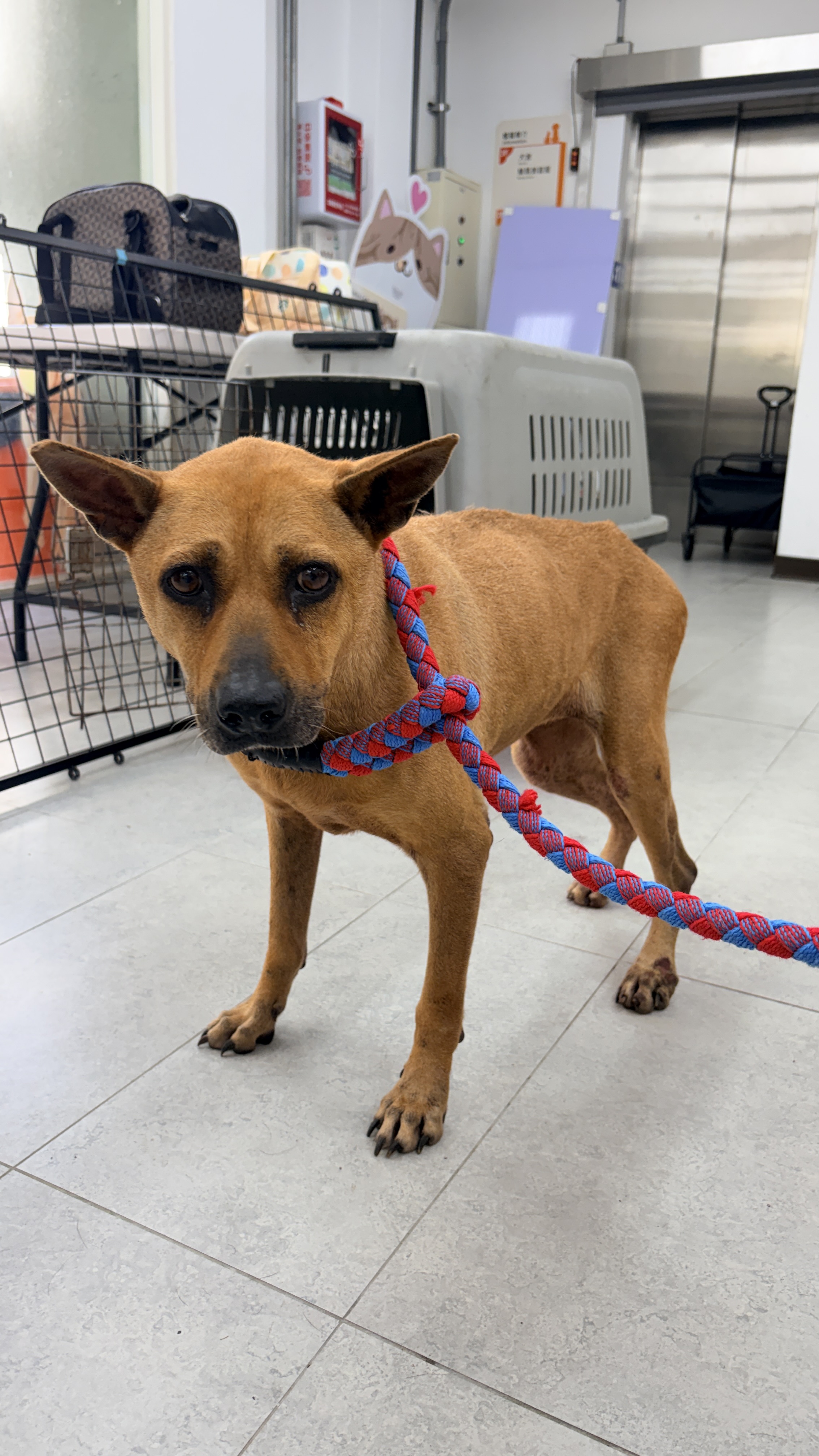 基隆市待認養狗 混種犬