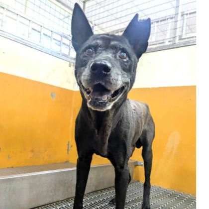 新竹縣待認養狗｜混種犬｜黑色｜公