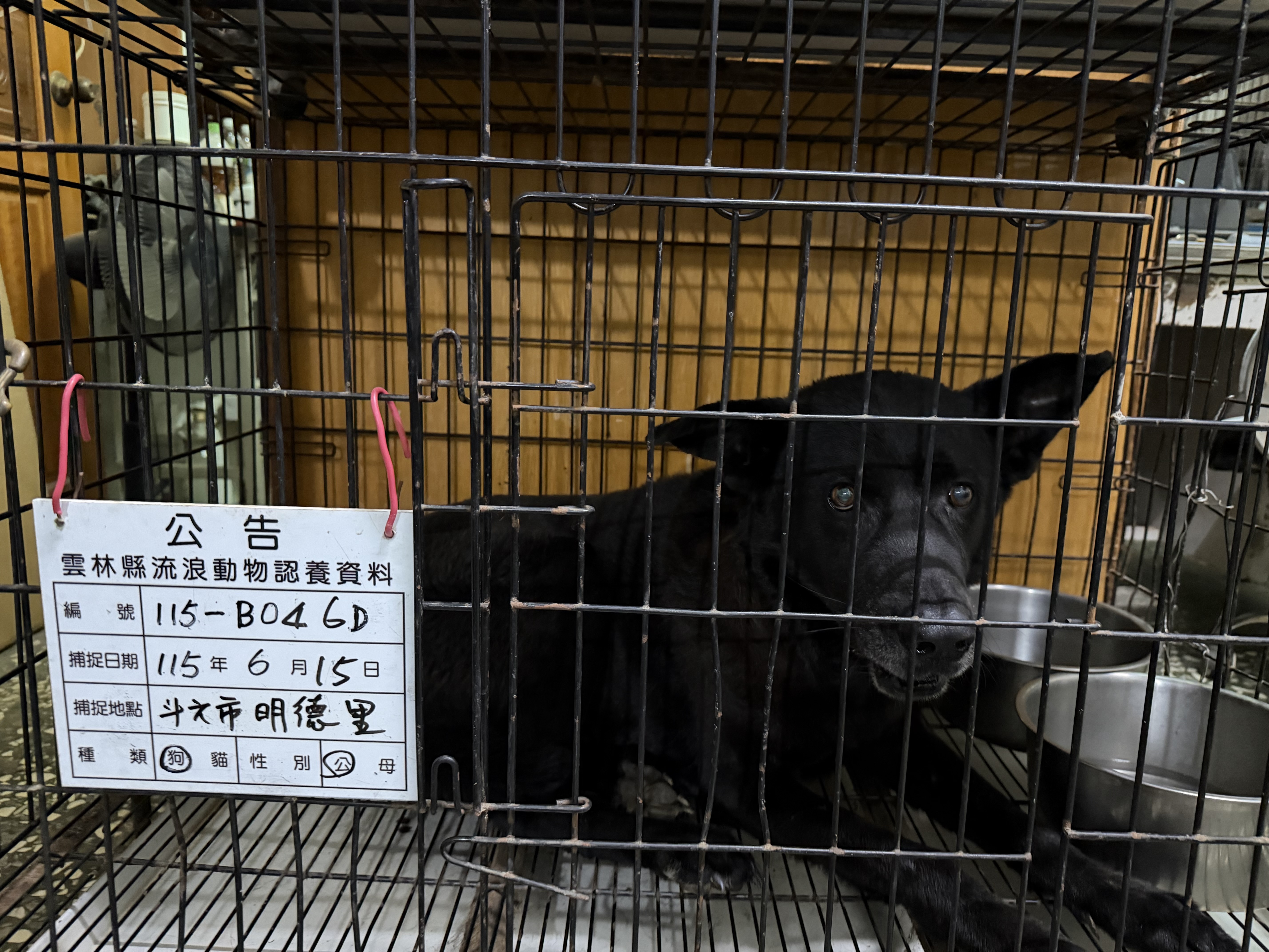 雲林縣待認養狗 混種犬