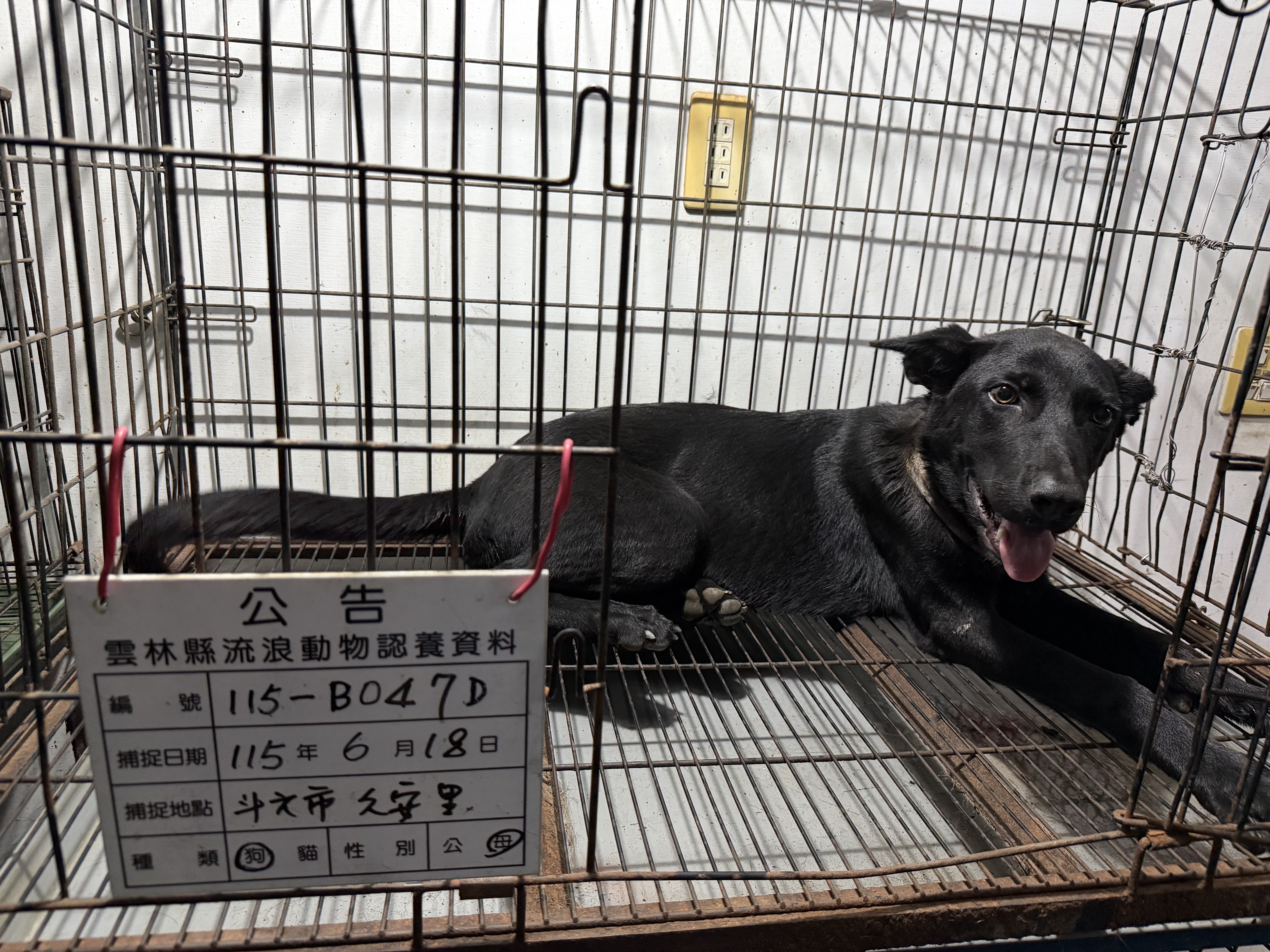 雲林縣待認養狗 混種犬