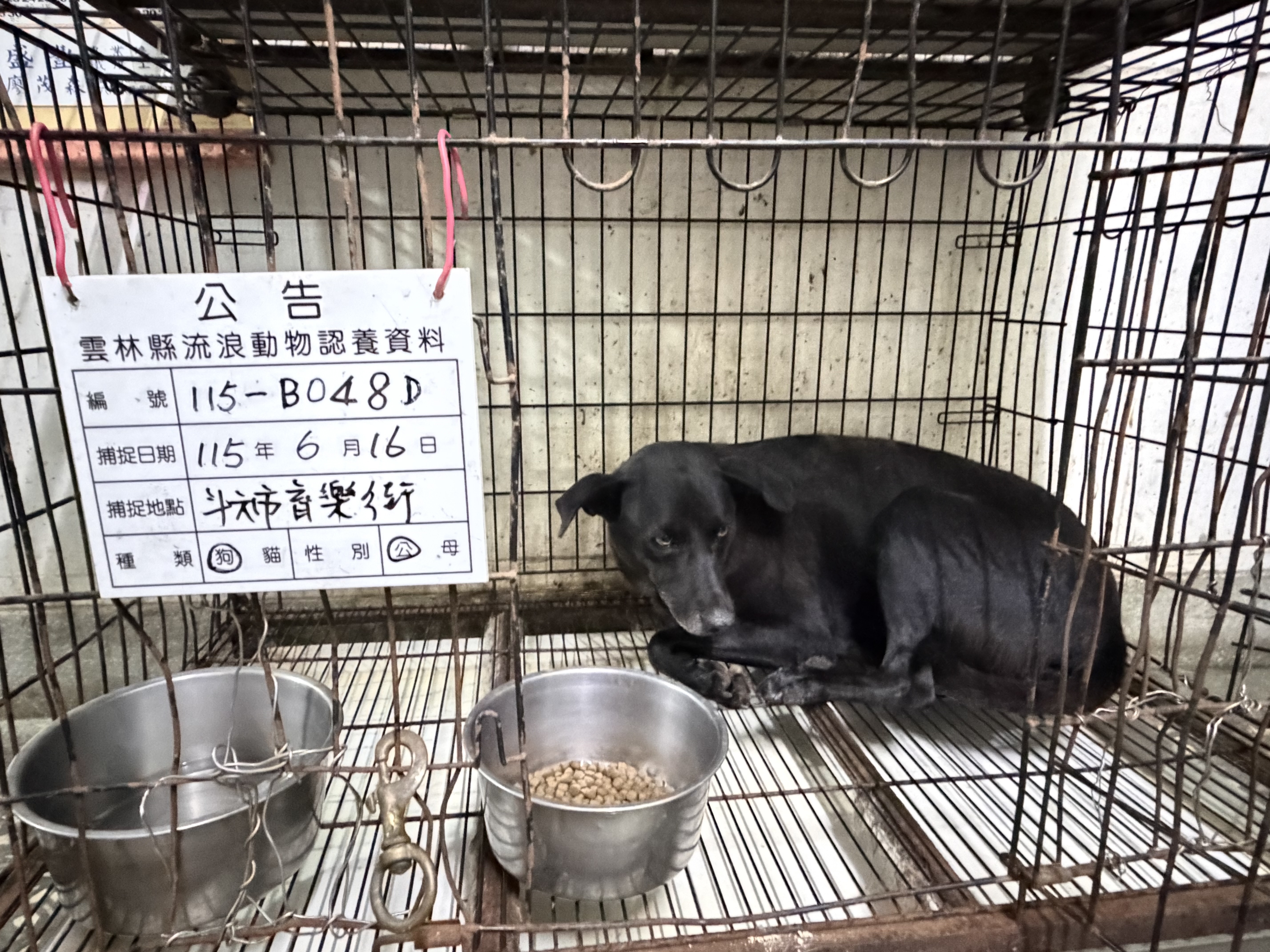 雲林縣待認養狗 混種犬