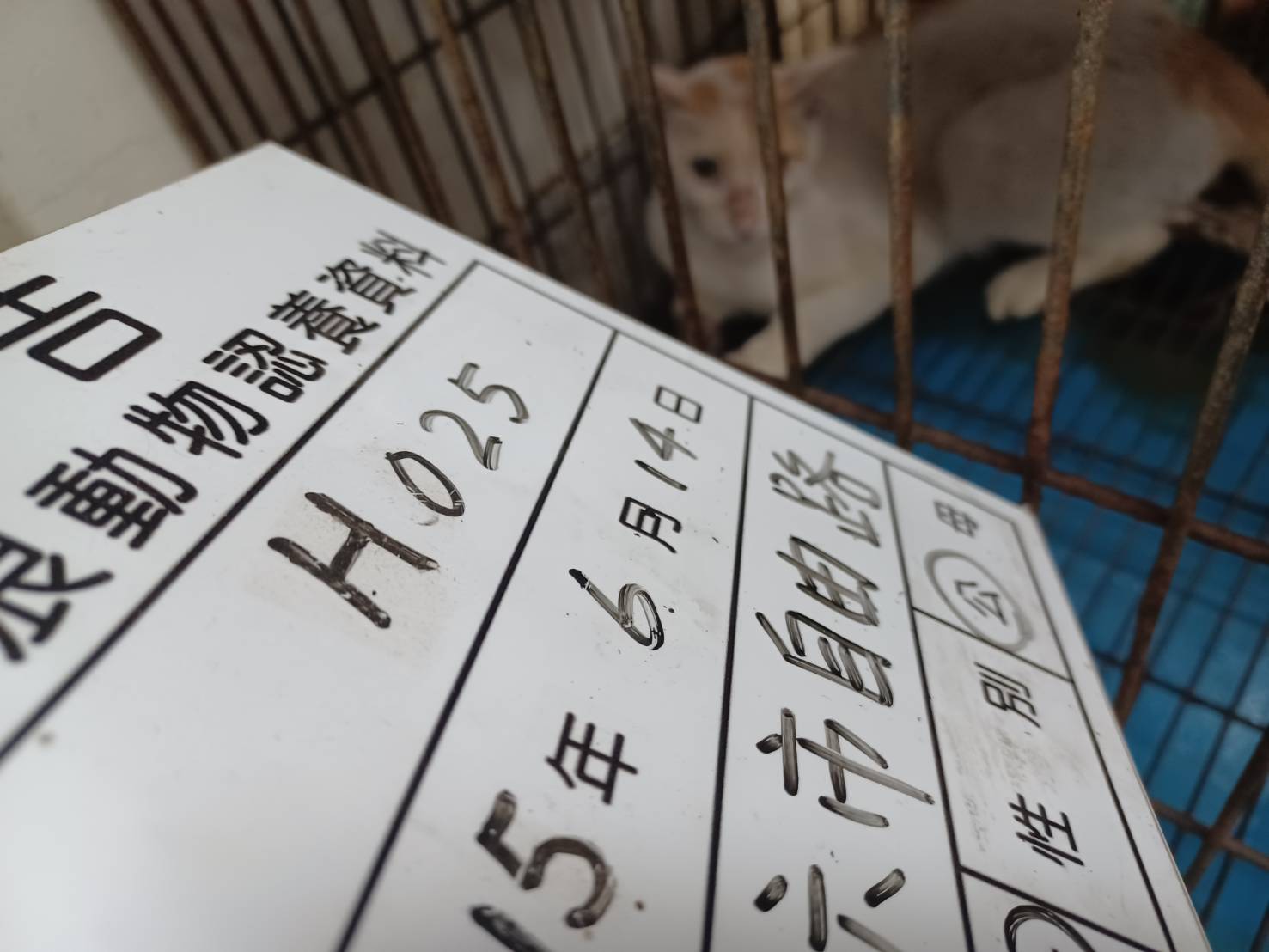雲林縣待認養貓 混種貓