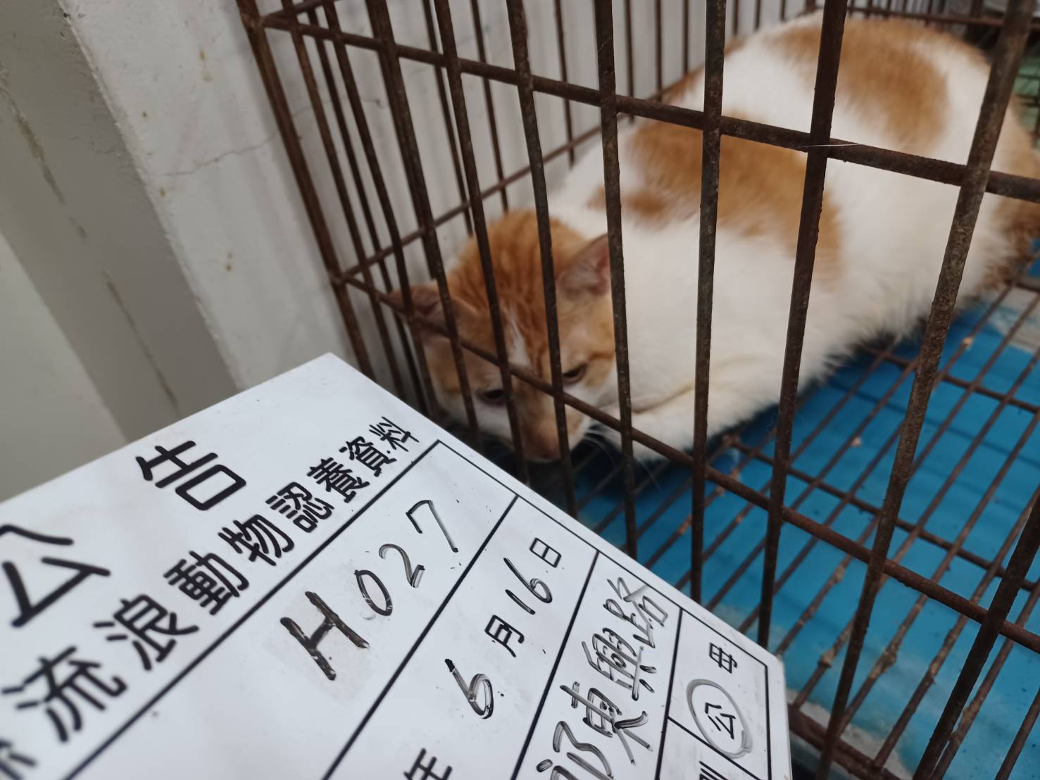 雲林縣待認養貓 混種貓