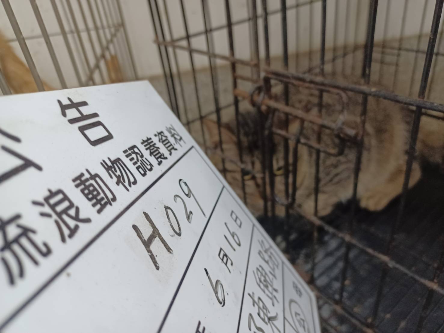 雲林縣待認養貓 混種貓