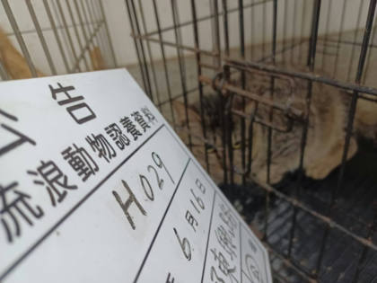 雲林縣待認養貓｜混種貓｜虎斑色｜公