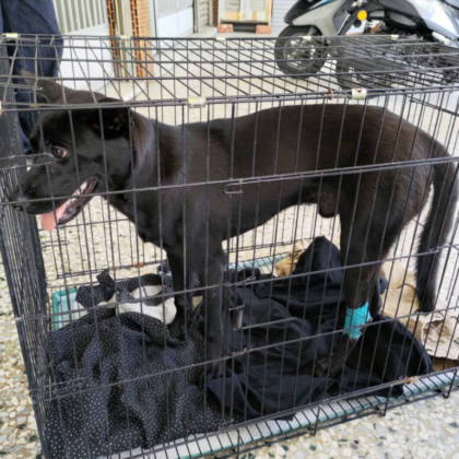 台南市待認養狗｜混種犬｜黑色｜公