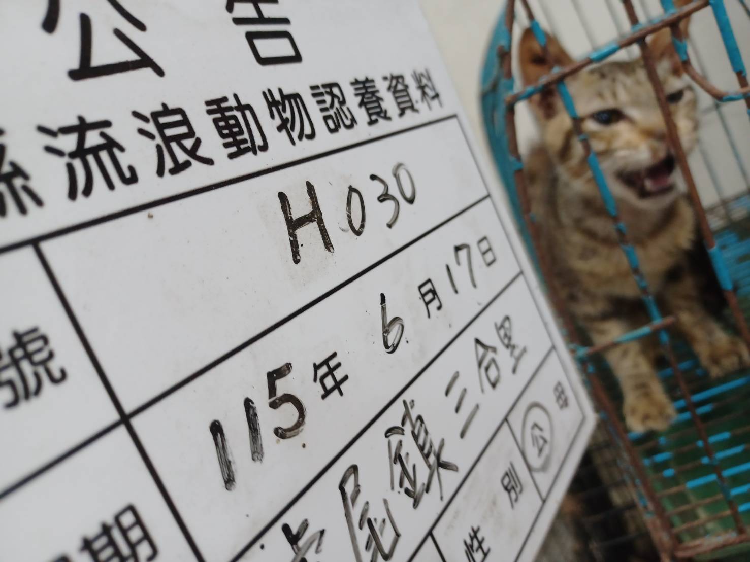 雲林縣待認養貓 混種貓