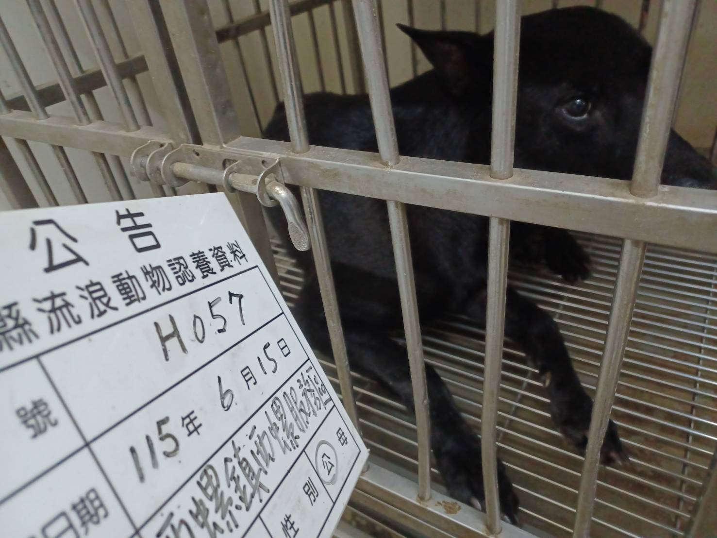 雲林縣待認養狗 混種犬