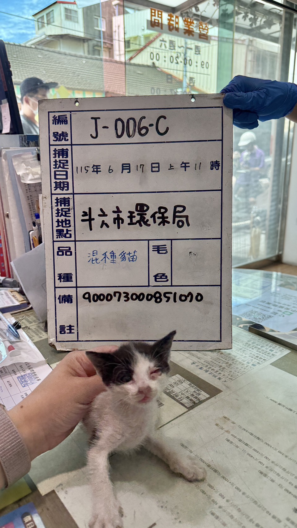 雲林縣待認養貓 混種貓