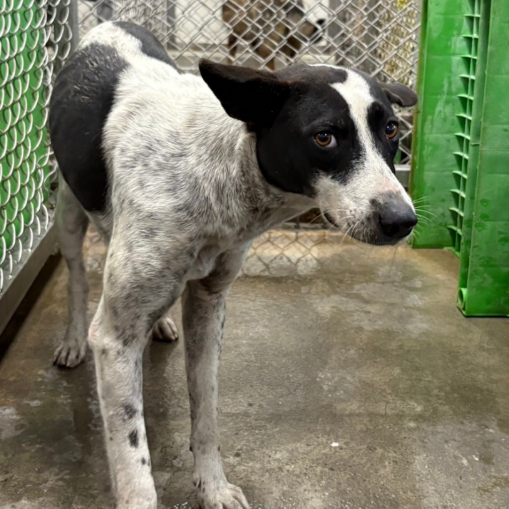 台東縣待認養狗 混種犬