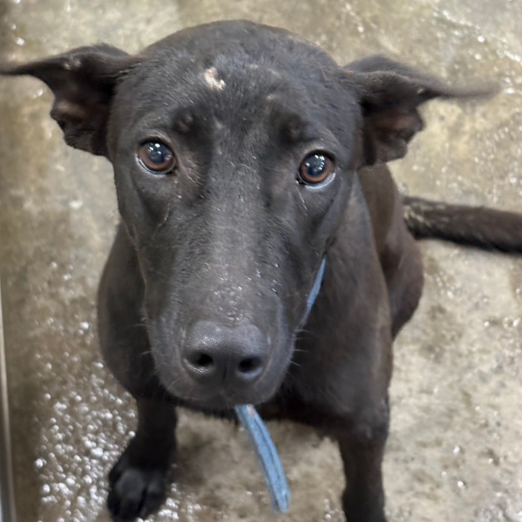台東縣待認養狗 混種犬