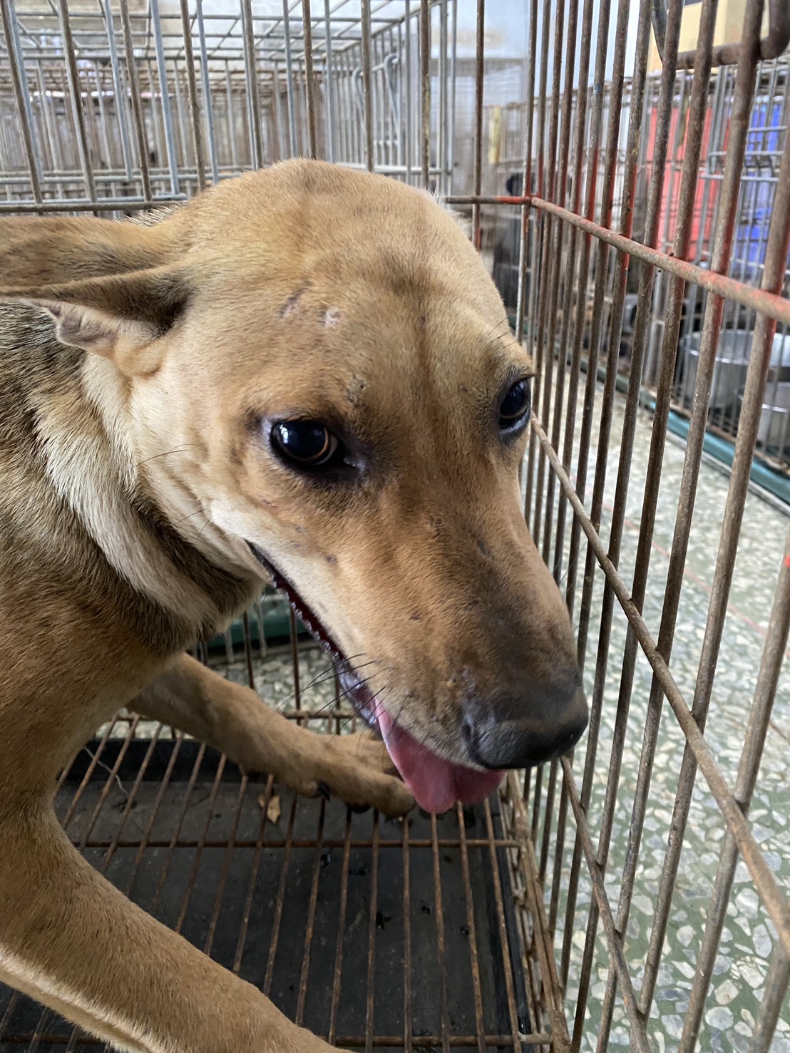台南市待認養狗 混種犬