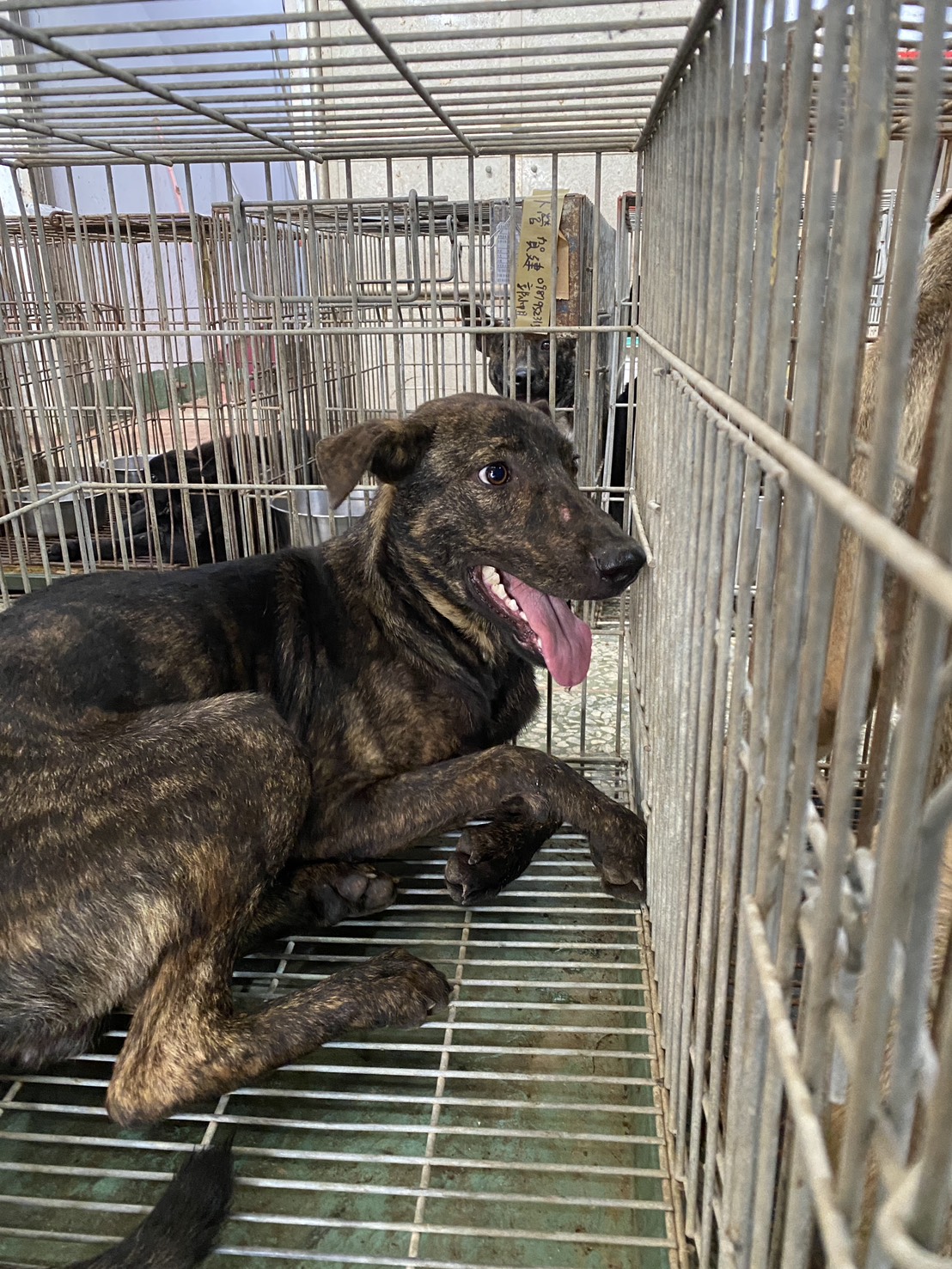 台南市待認養狗 混種犬
