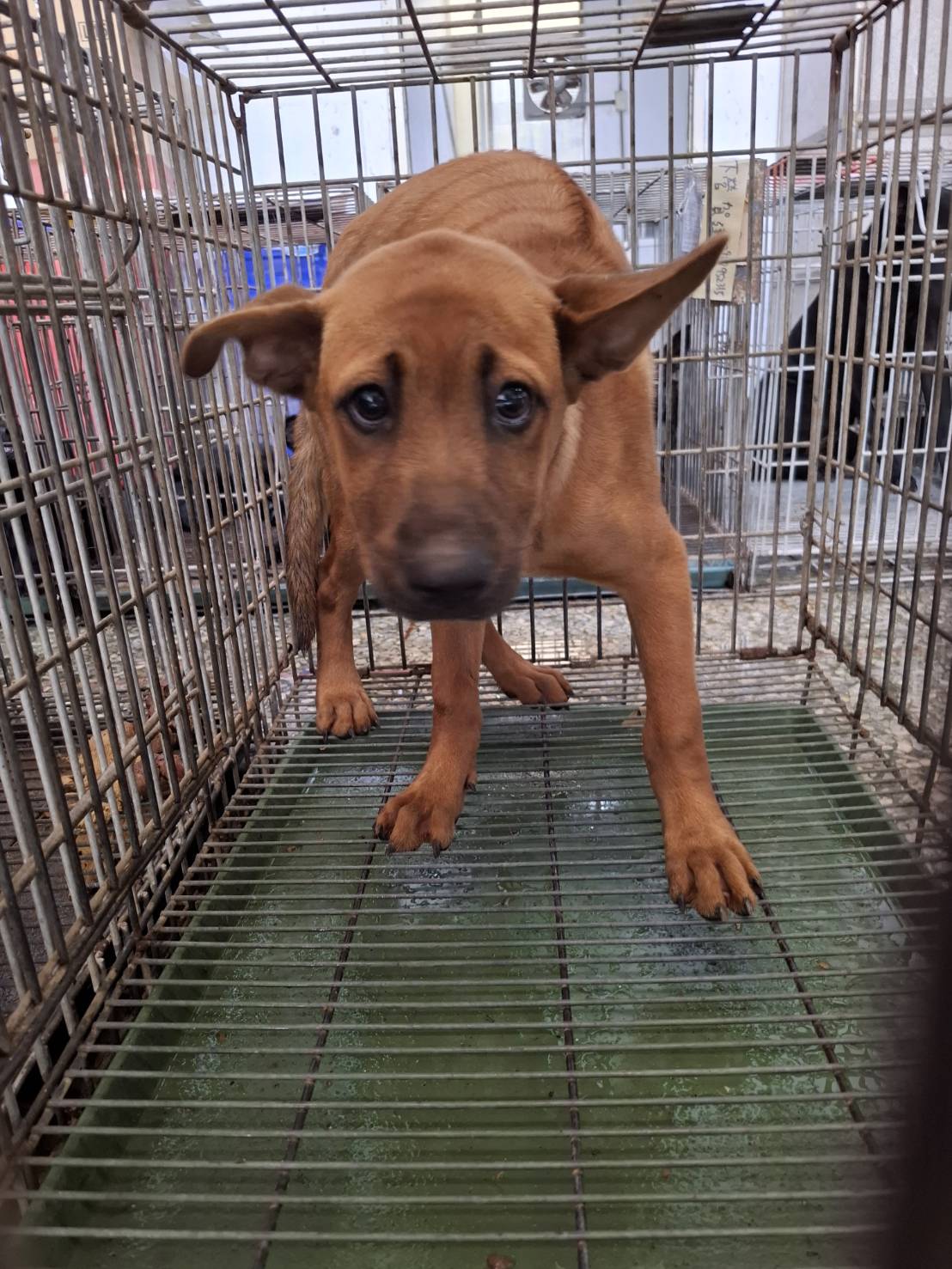 台南市待認養狗 混種犬