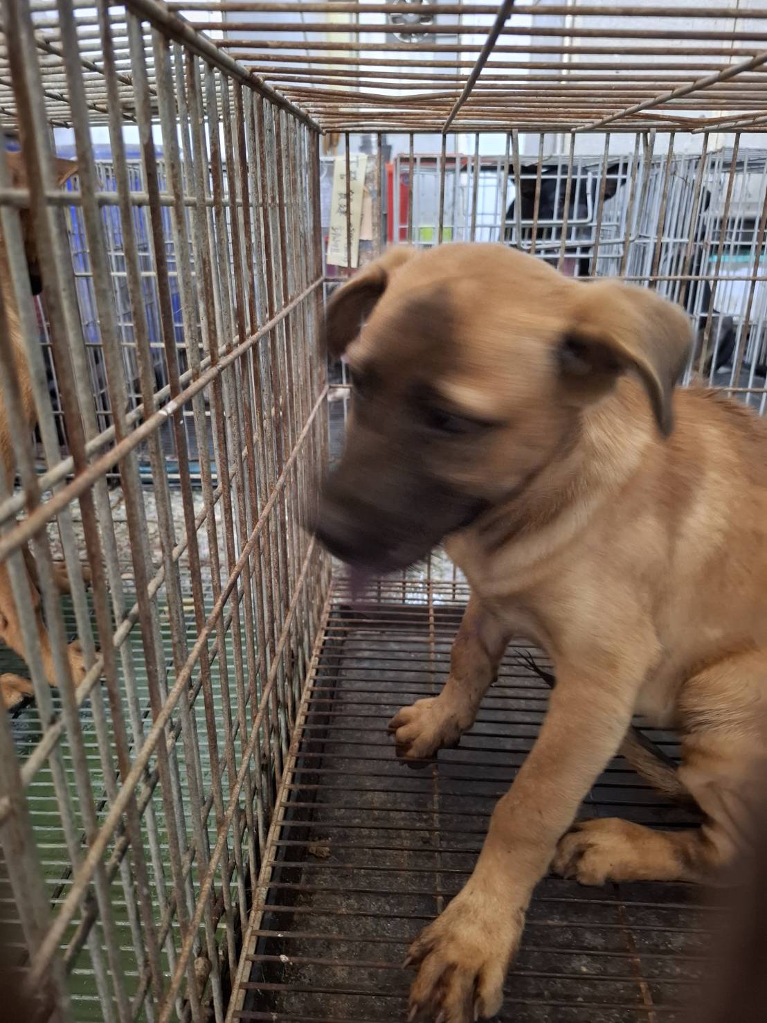 台南市待認養狗 混種犬