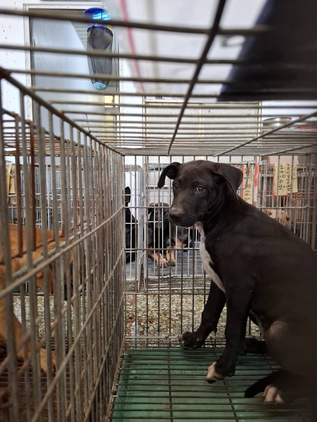 台南市待認養狗 混種犬