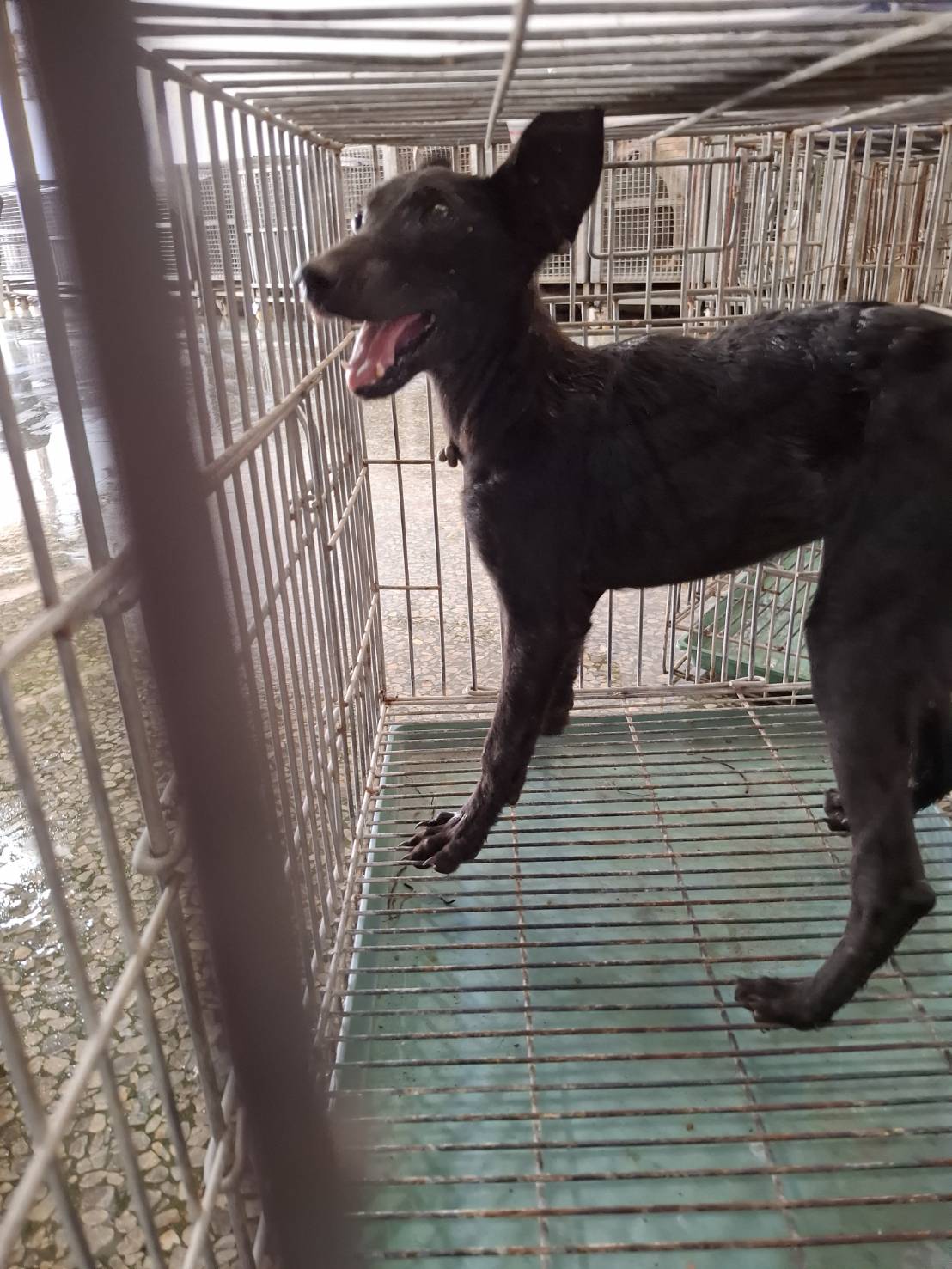台南市待認養狗 混種犬