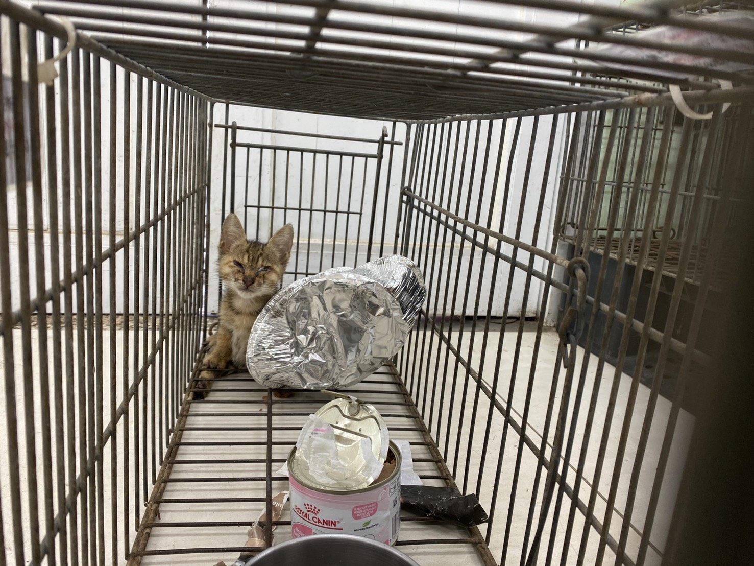 金門縣待認養貓 混種貓
