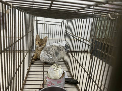 金門縣待認養貓｜混種貓｜母