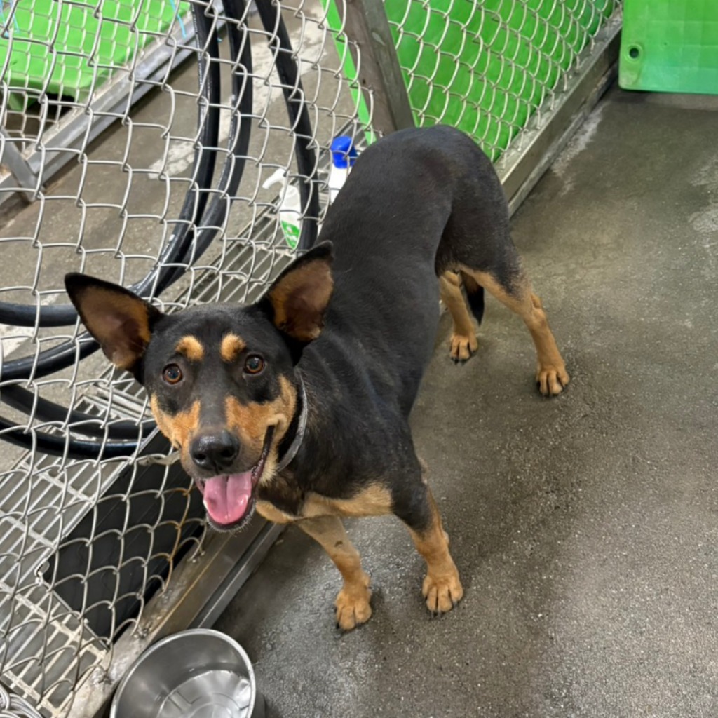 台東縣待認養狗 混種犬