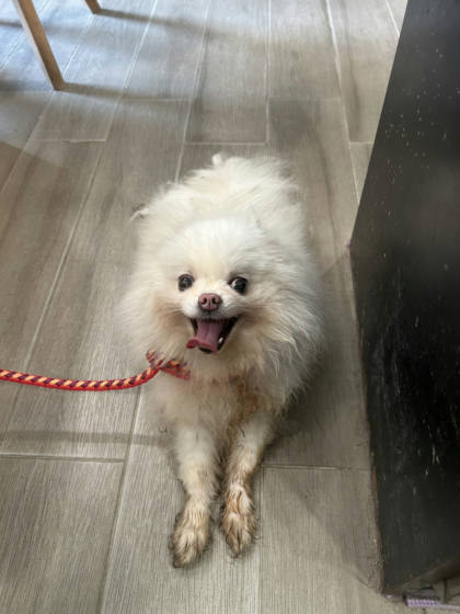新北市待認養狗｜博美犬｜白色｜母