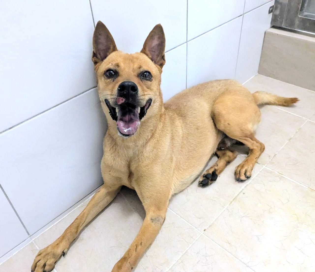 新竹縣待認養狗 混種犬