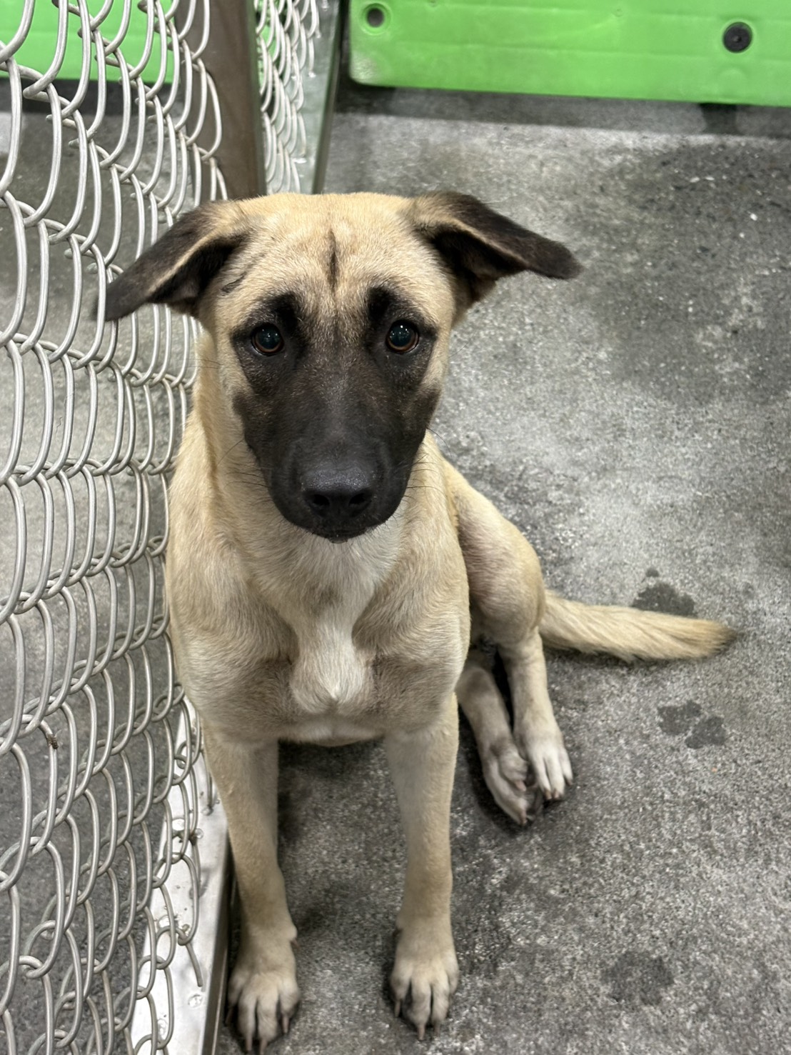 台東縣待認養狗 混種犬
