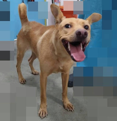台中市待認養狗｜混種犬｜黃色｜母