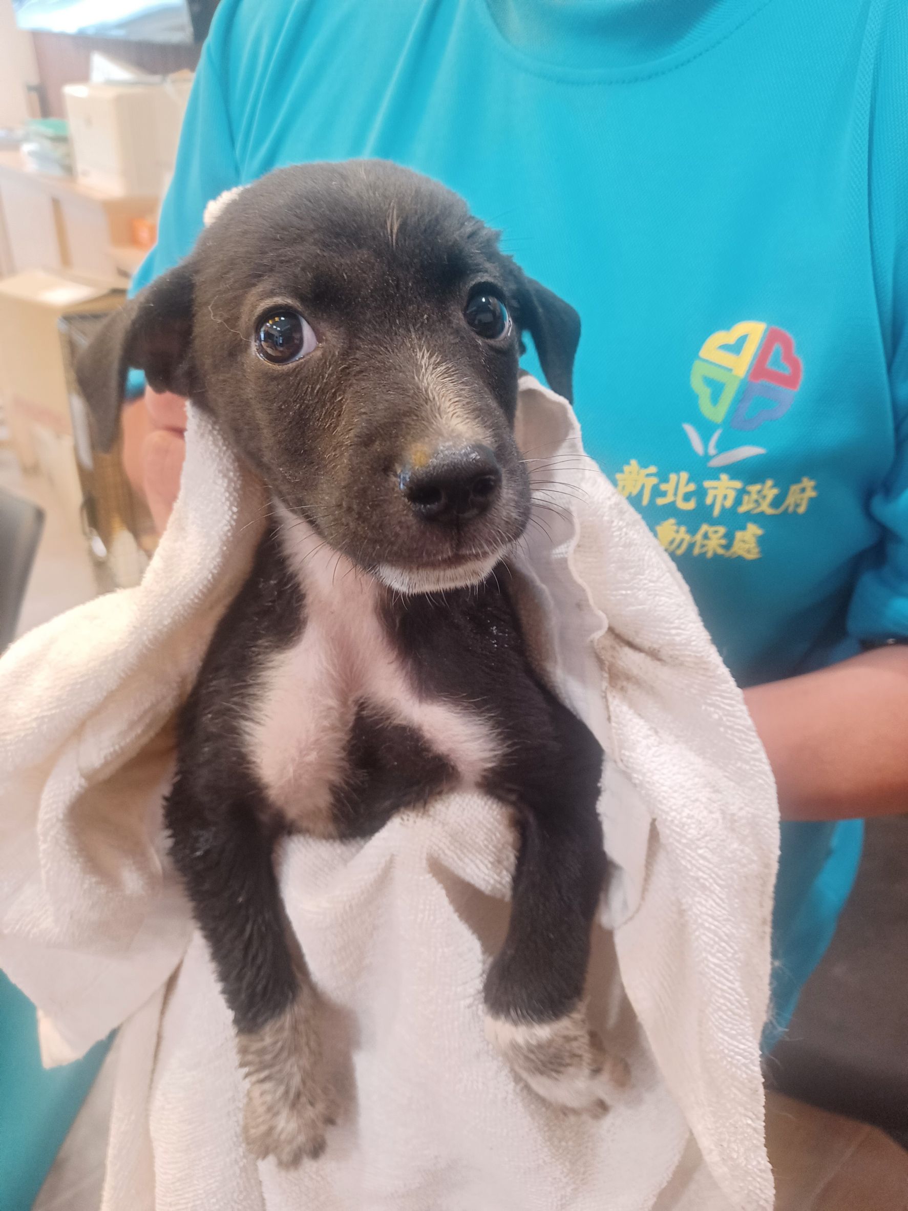 新北市待認養狗 混種犬