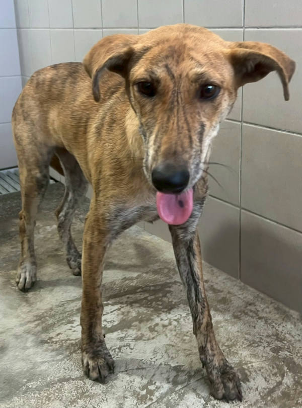 花蓮縣待認養狗 混種犬