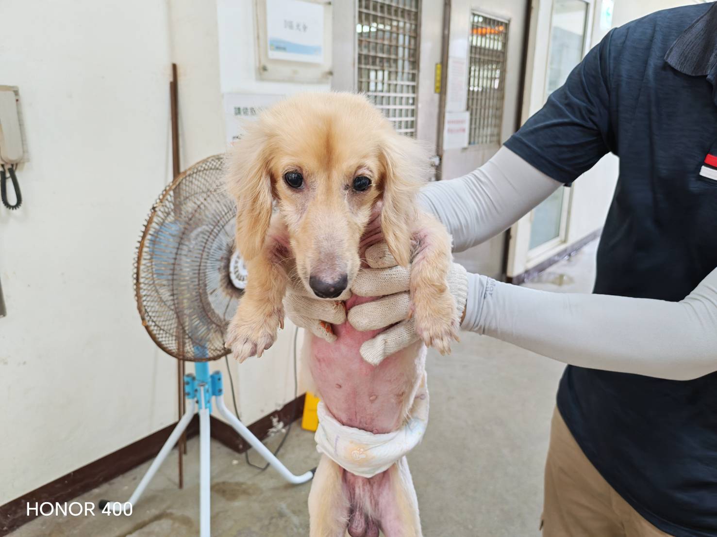 桃園市待認養狗 臘腸犬