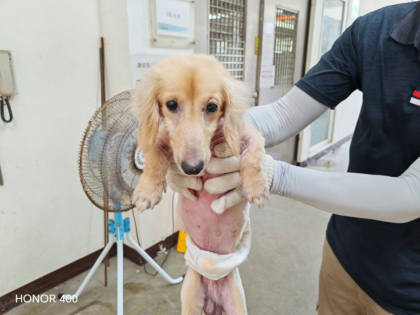 桃園市待認養狗｜臘腸犬｜黃色｜公