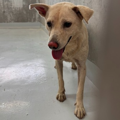 基隆市待認養狗 混種犬