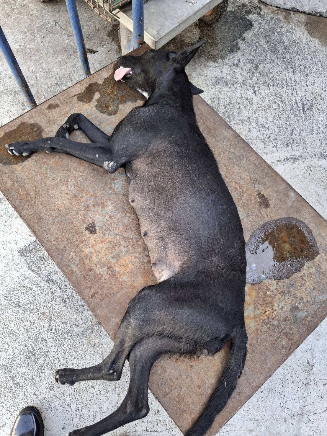 台南市待認養狗 混種犬