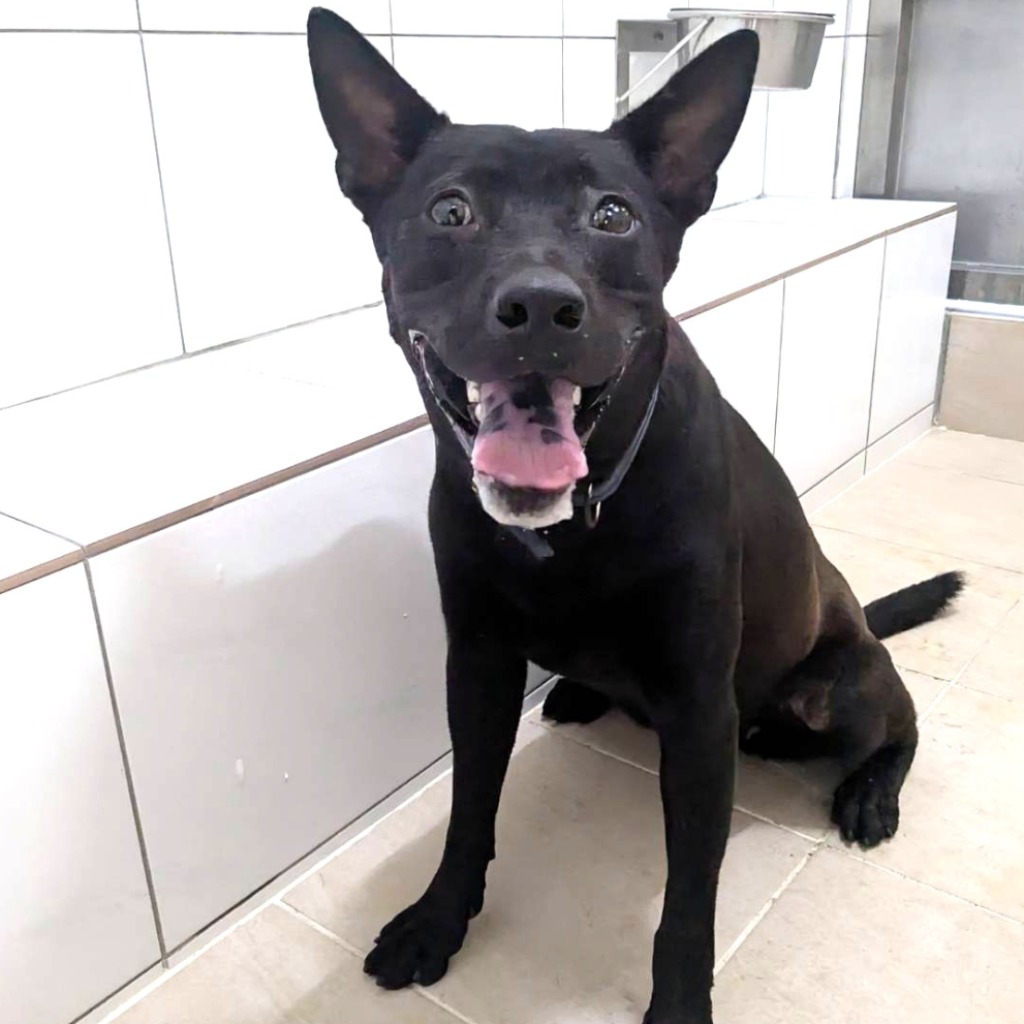 新竹縣待認養狗 混種犬