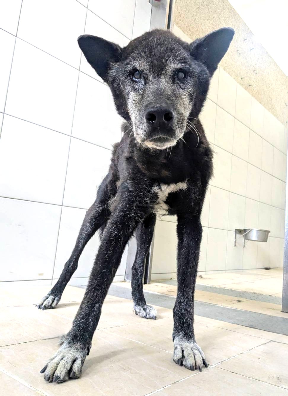 新竹縣待認養狗 混種犬