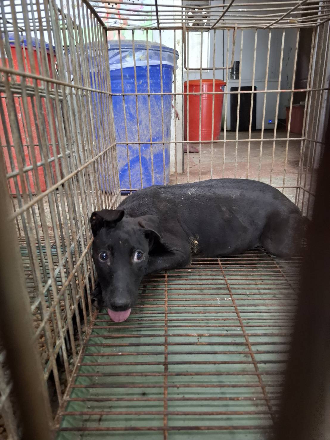 台南市待認養狗 混種犬
