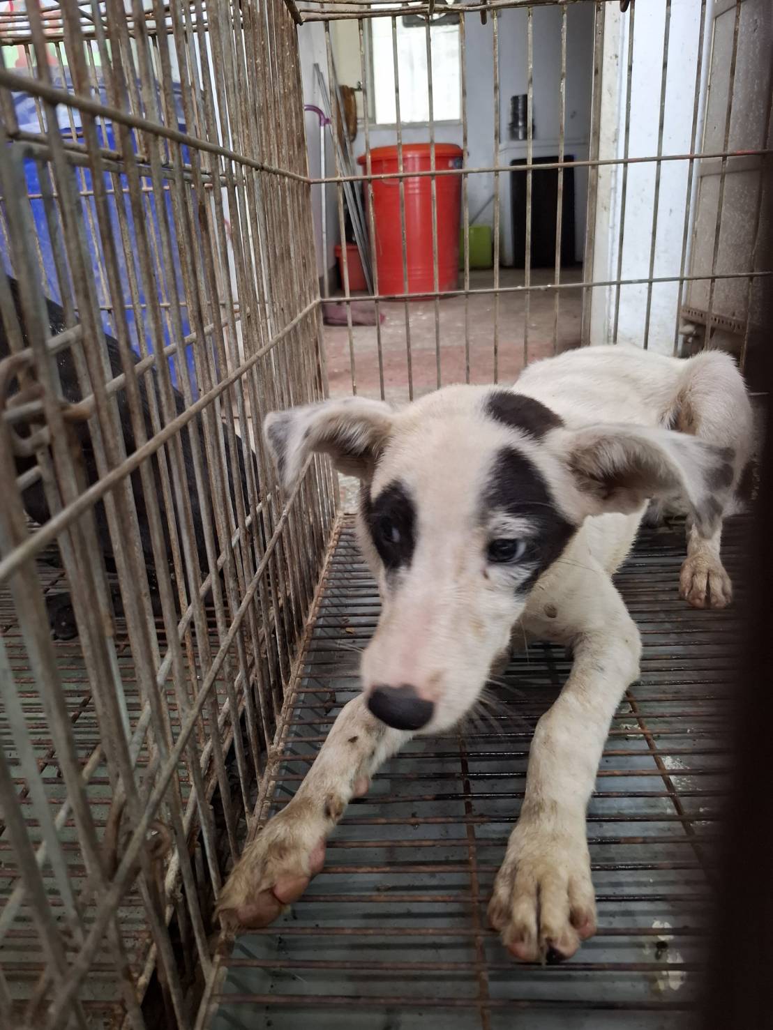 台南市待認養狗 混種犬