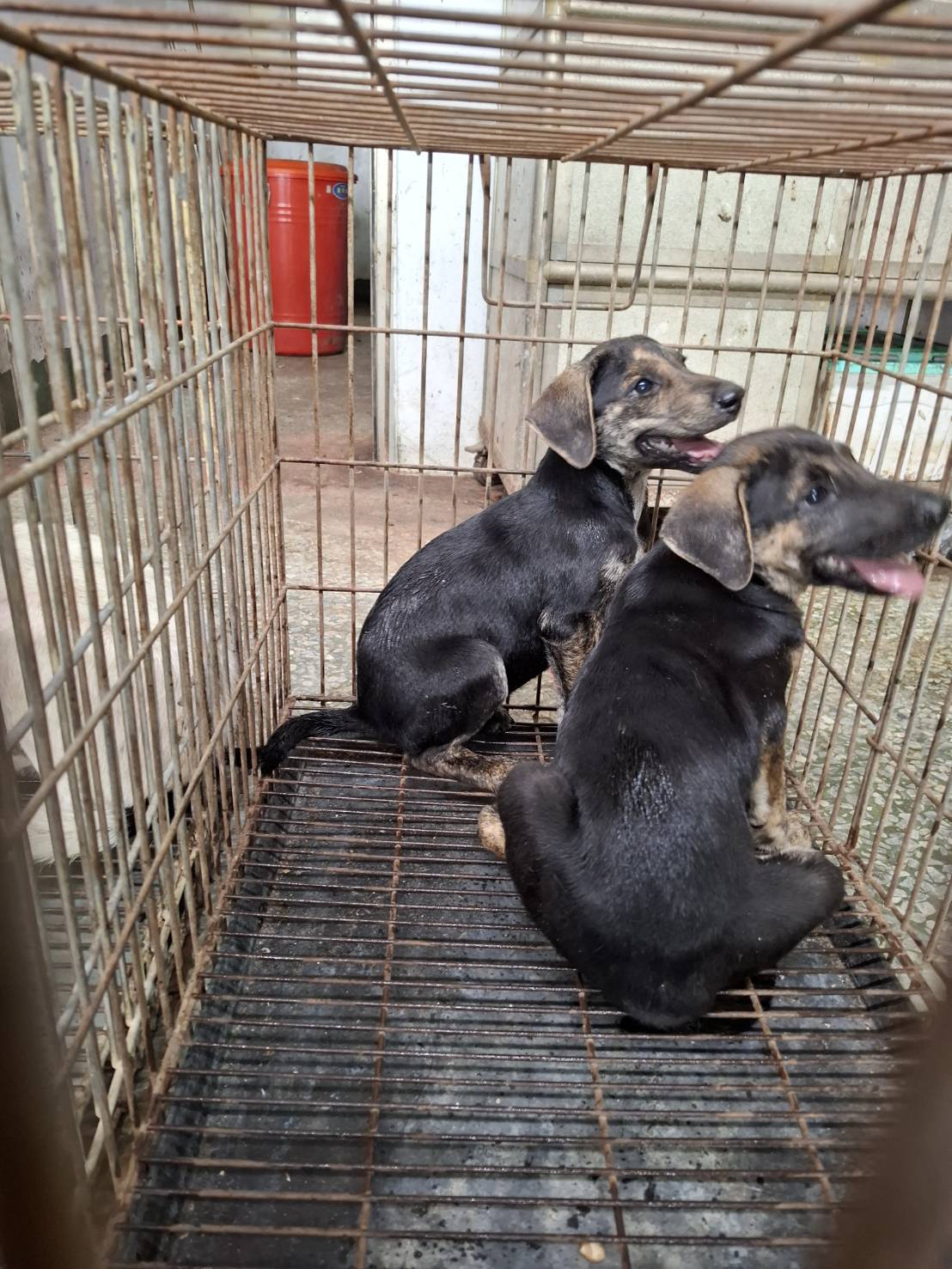 台南市待認養狗 混種犬