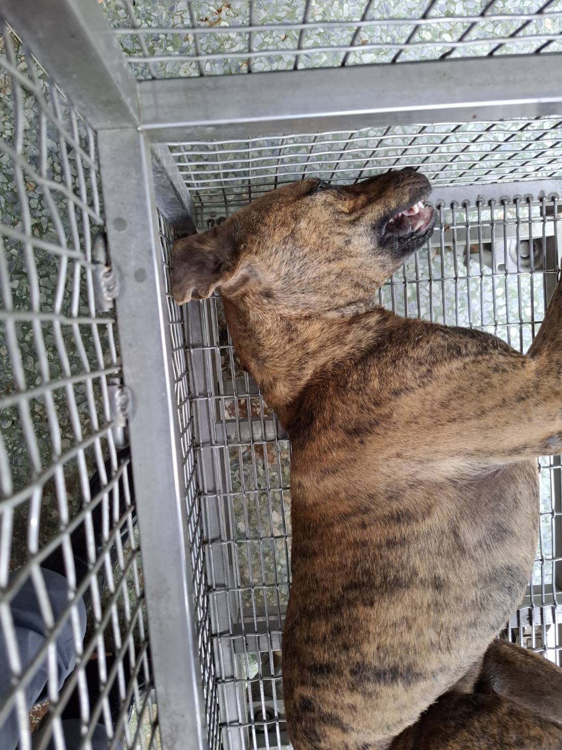 台南市待認養狗 混種犬