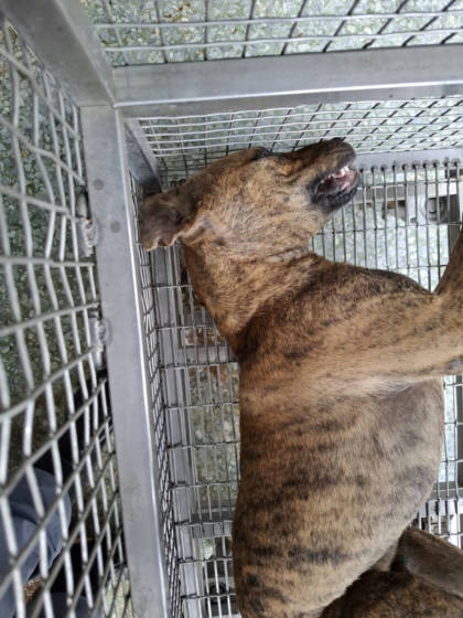 台南市待認養狗｜混種犬｜虎斑色｜公