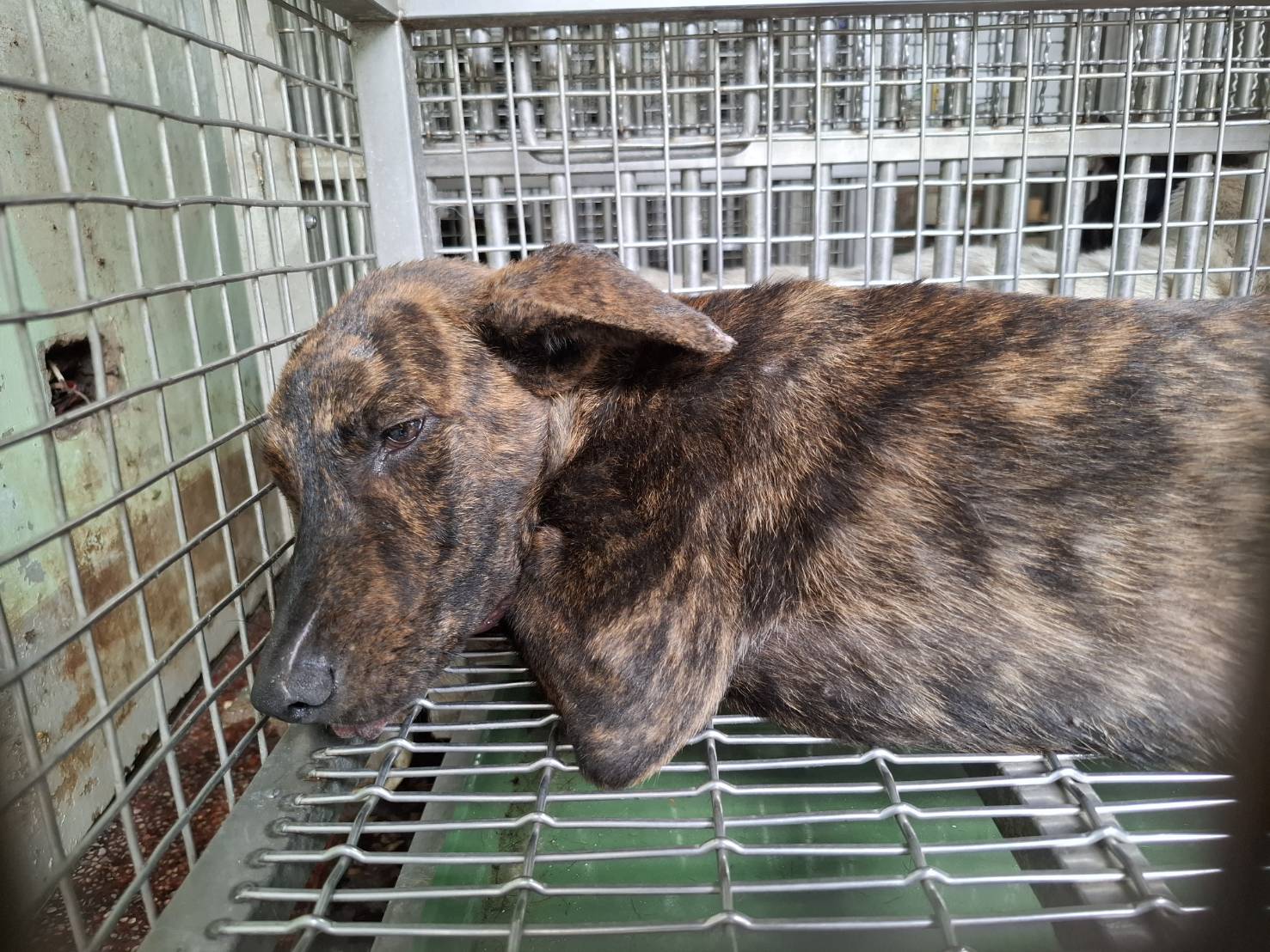 台南市待認養狗 混種犬