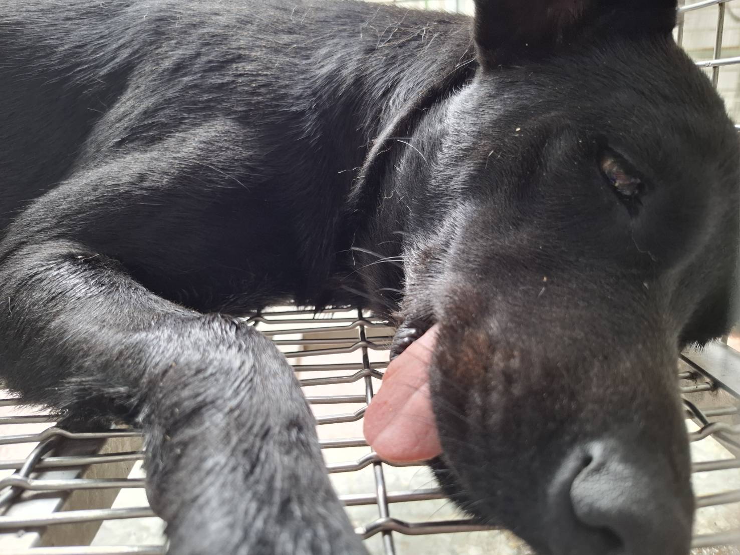 台南市待認養狗 混種犬