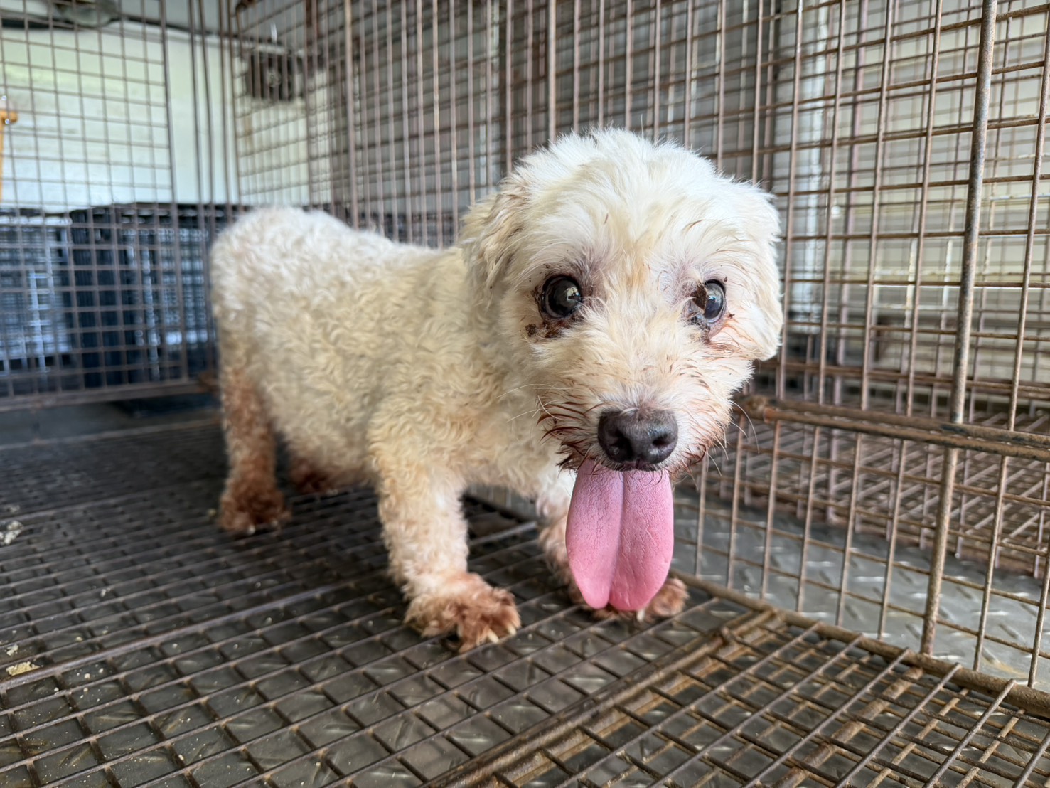 桃園市待認養狗 混種犬