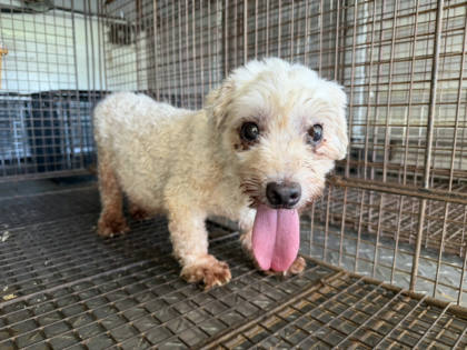 桃園市待認養狗｜混種犬｜白色｜母