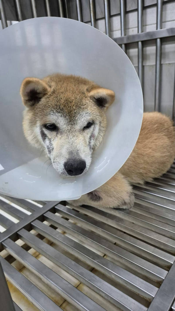 新北市待認養狗 柴犬