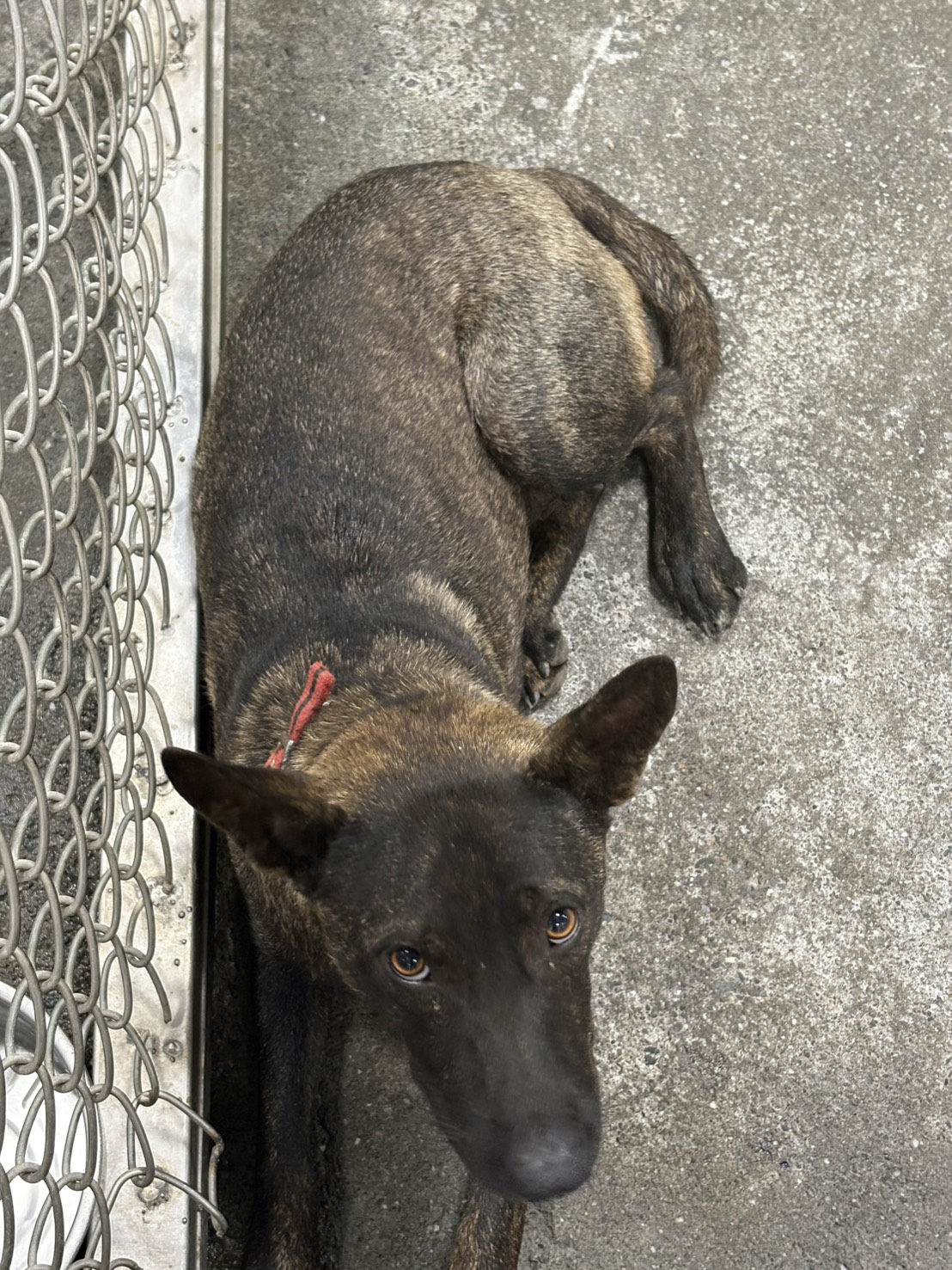 台東縣待認養狗 混種犬