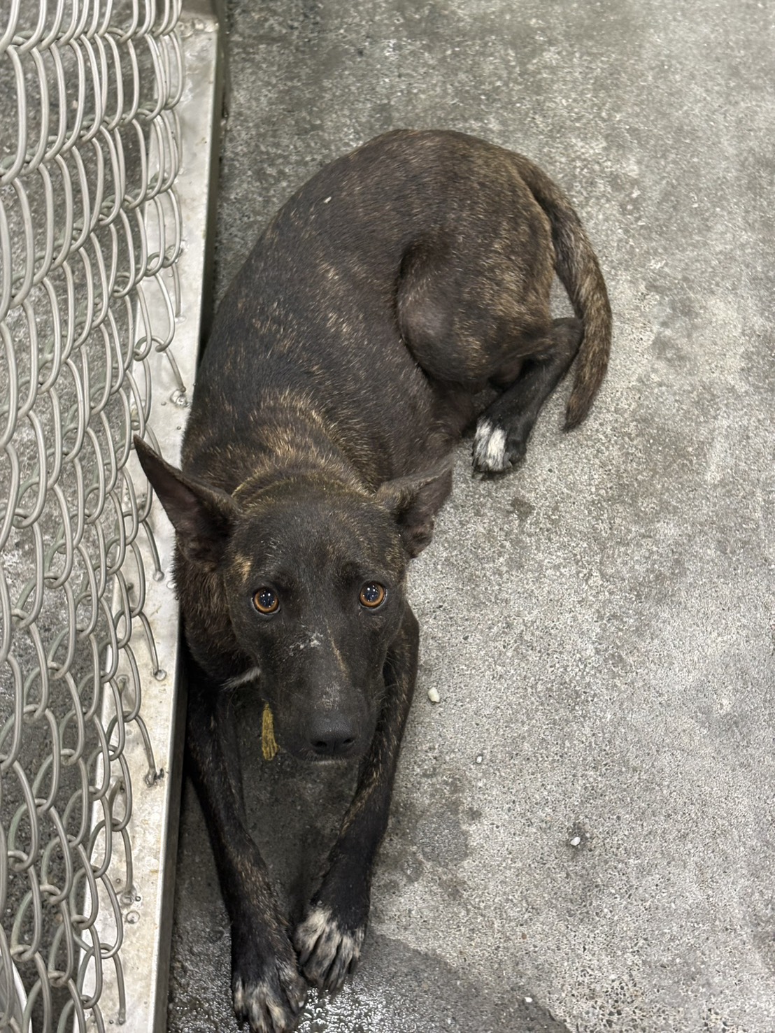 台東縣待認養狗 混種犬