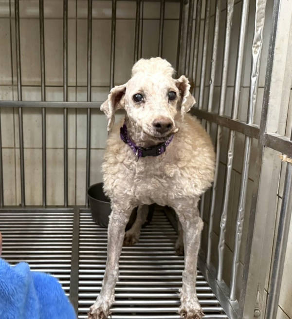 高雄市待認養狗 貴賓犬